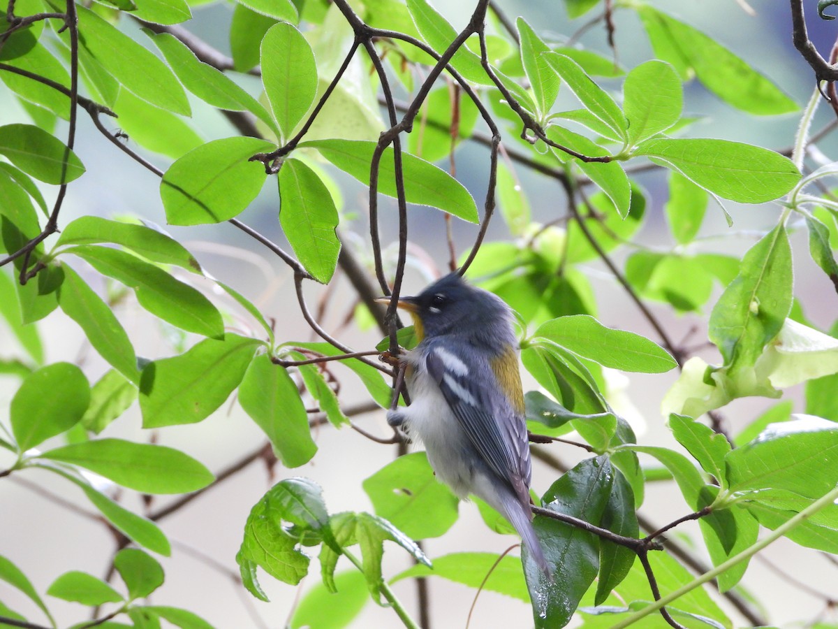 Northern Parula - ML635711640