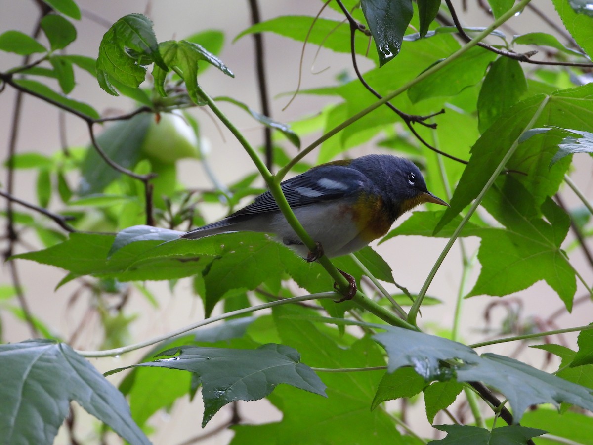 Northern Parula - ML635711669