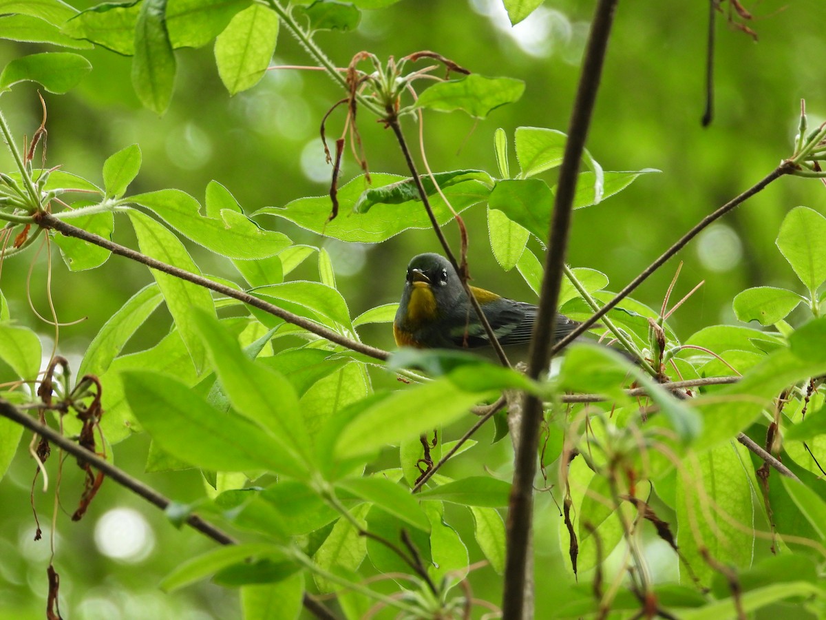 Northern Parula - ML635711719