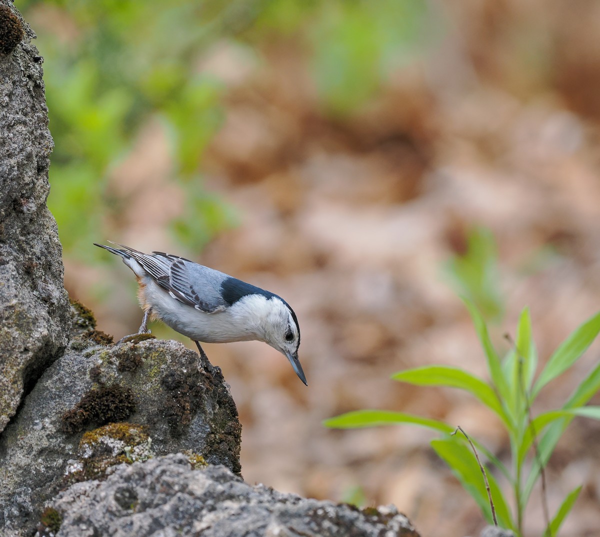 White-breasted Nuthatch - ML635711730