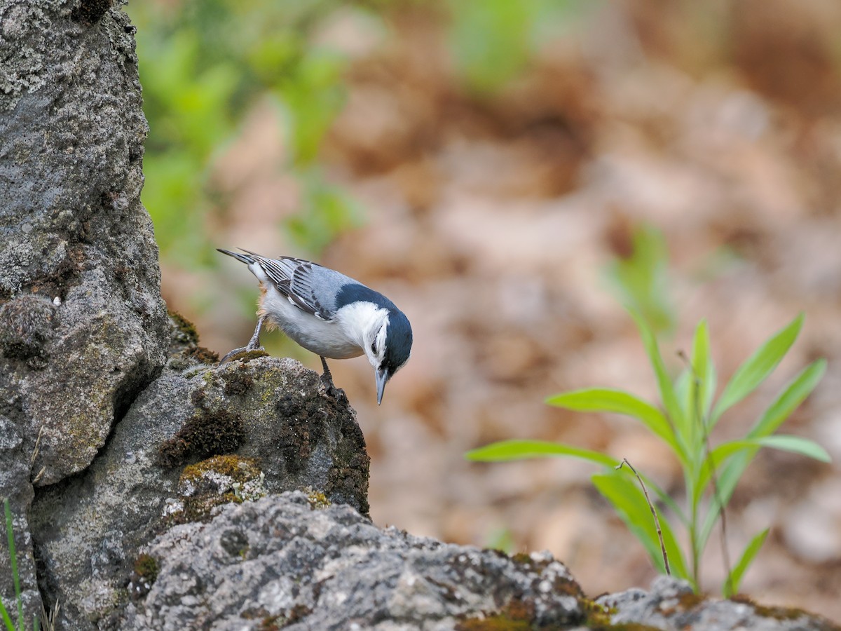 White-breasted Nuthatch - ML635711731