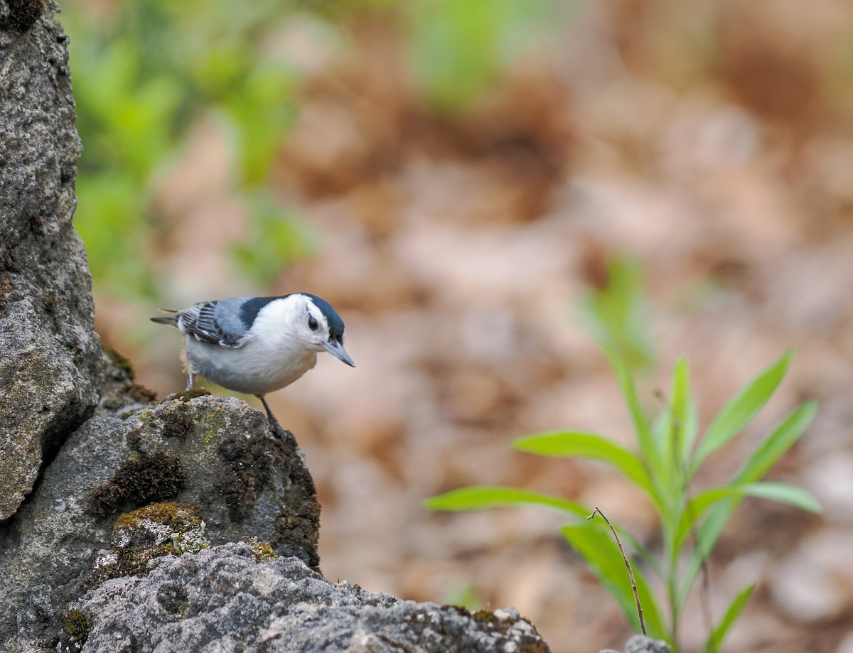 White-breasted Nuthatch - ML635711732