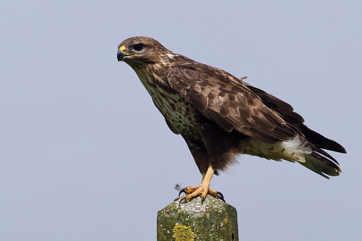 Common Buzzard (Azores) - ML635711735
