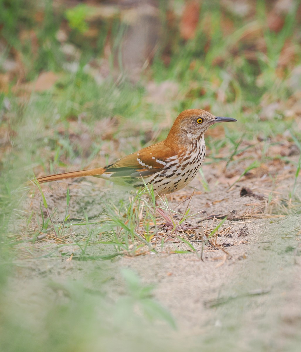 Brown Thrasher - ML635711760