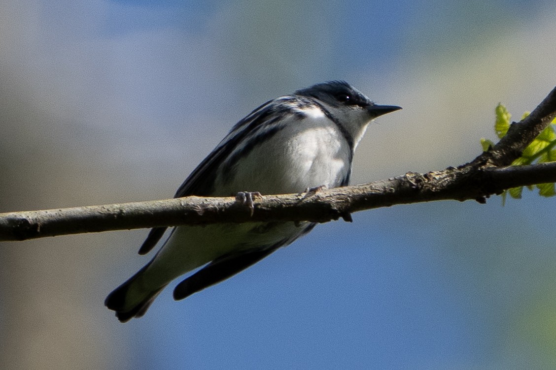 Cerulean Warbler - ML635711899