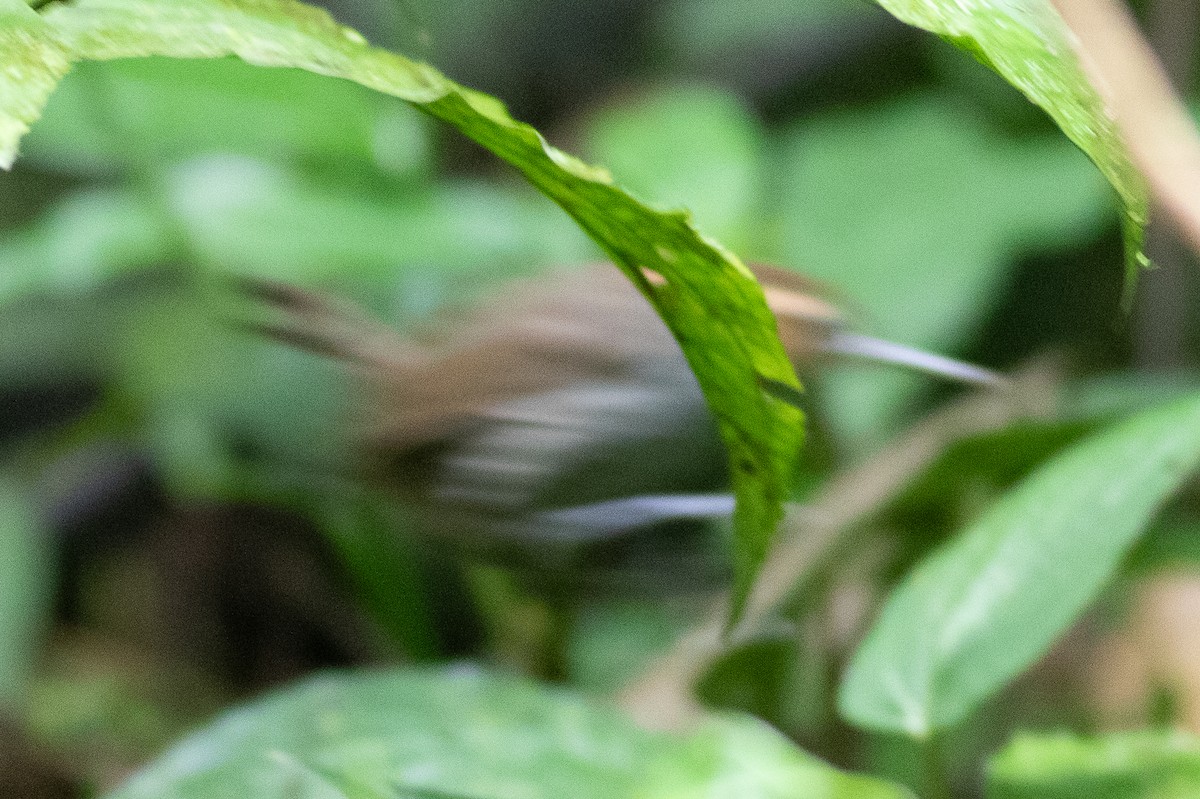 Tawny-faced Gnatwren - ML635711959