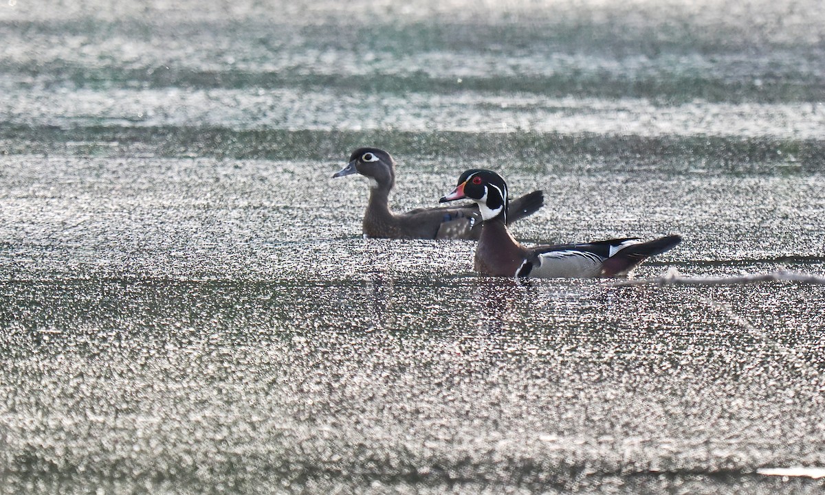 Pato Joyuyo - ML635711970