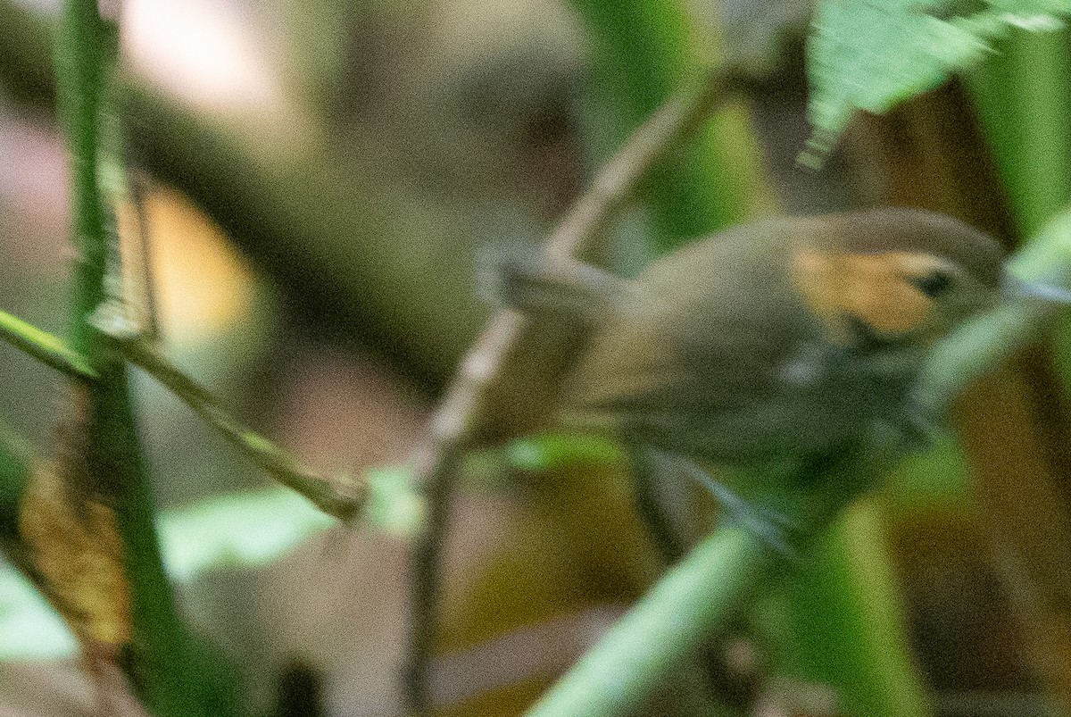 Tawny-faced Gnatwren - ML635711974
