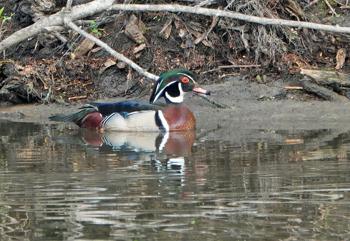 Pato Joyuyo - ML635711975