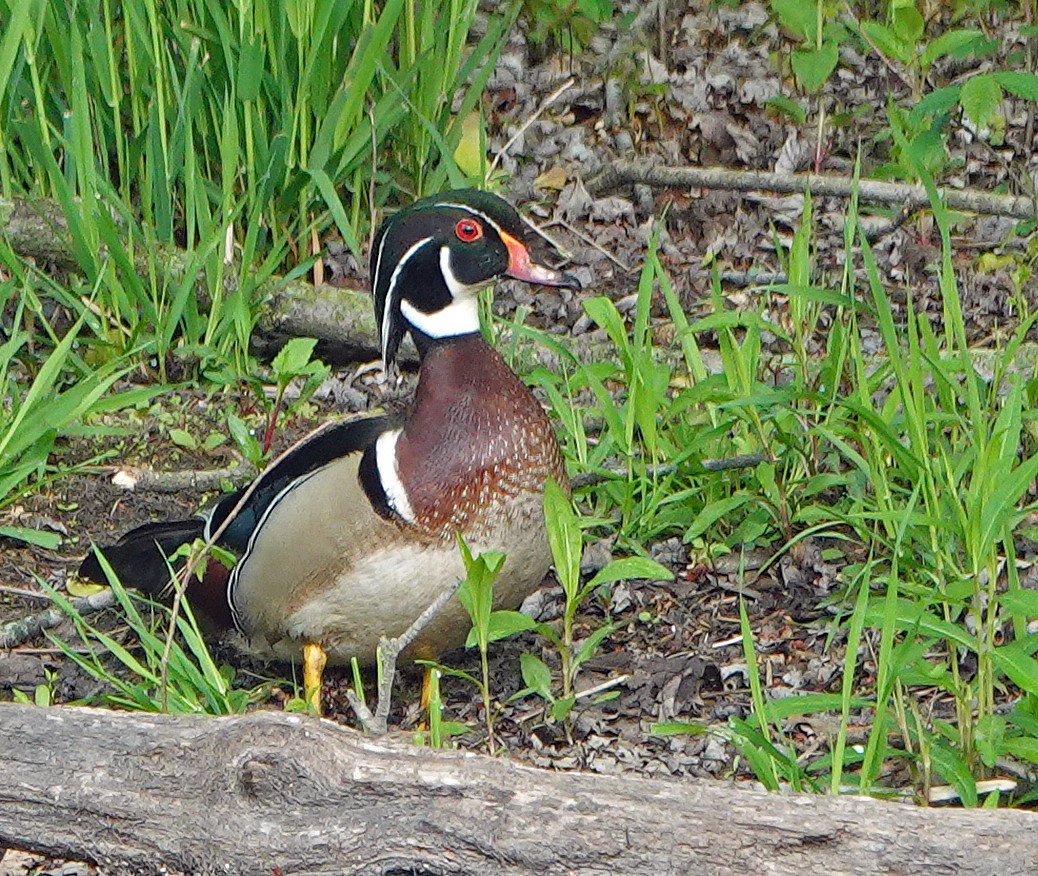 Pato Joyuyo - ML635712063