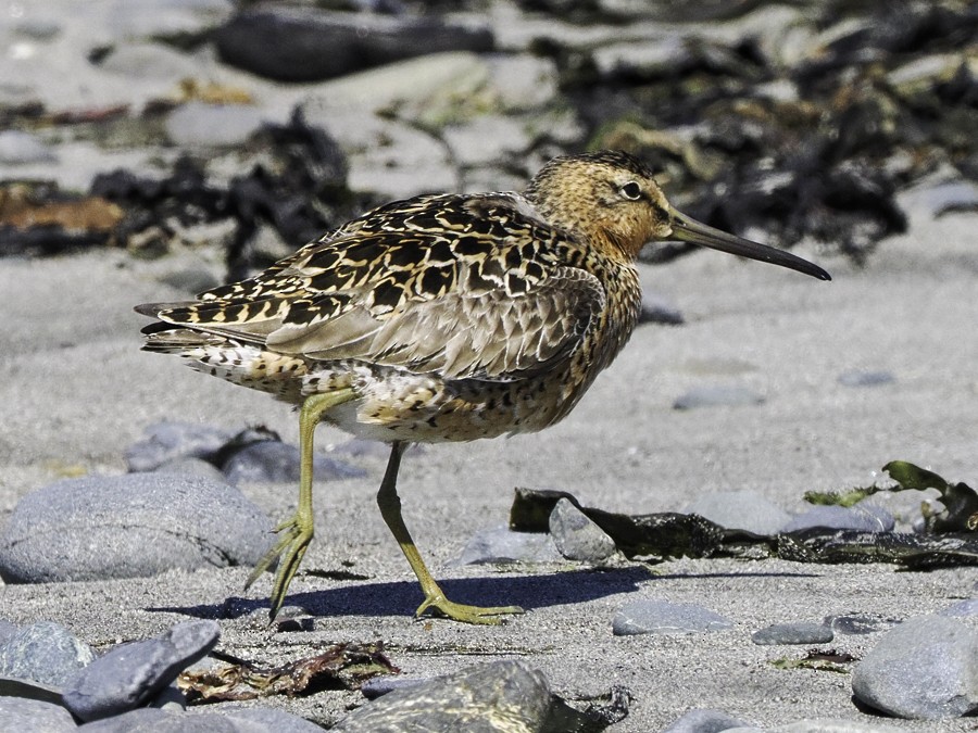 Short-billed Dowitcher - ML635712075