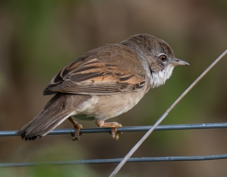 Greater Whitethroat - ML635712224
