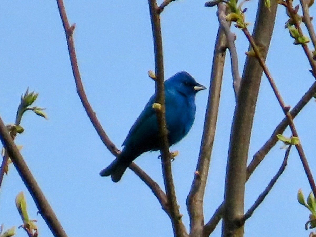Indigo Bunting - ML635712253