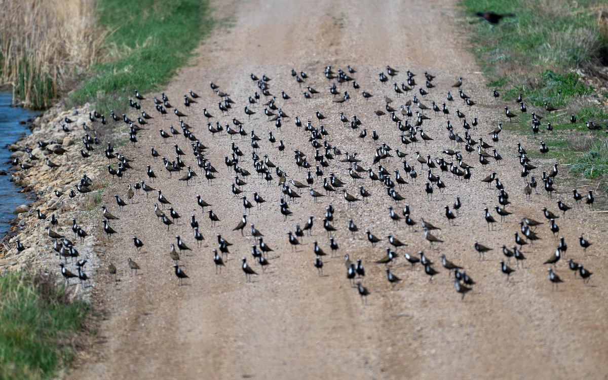 American Golden-Plover - ML635712255