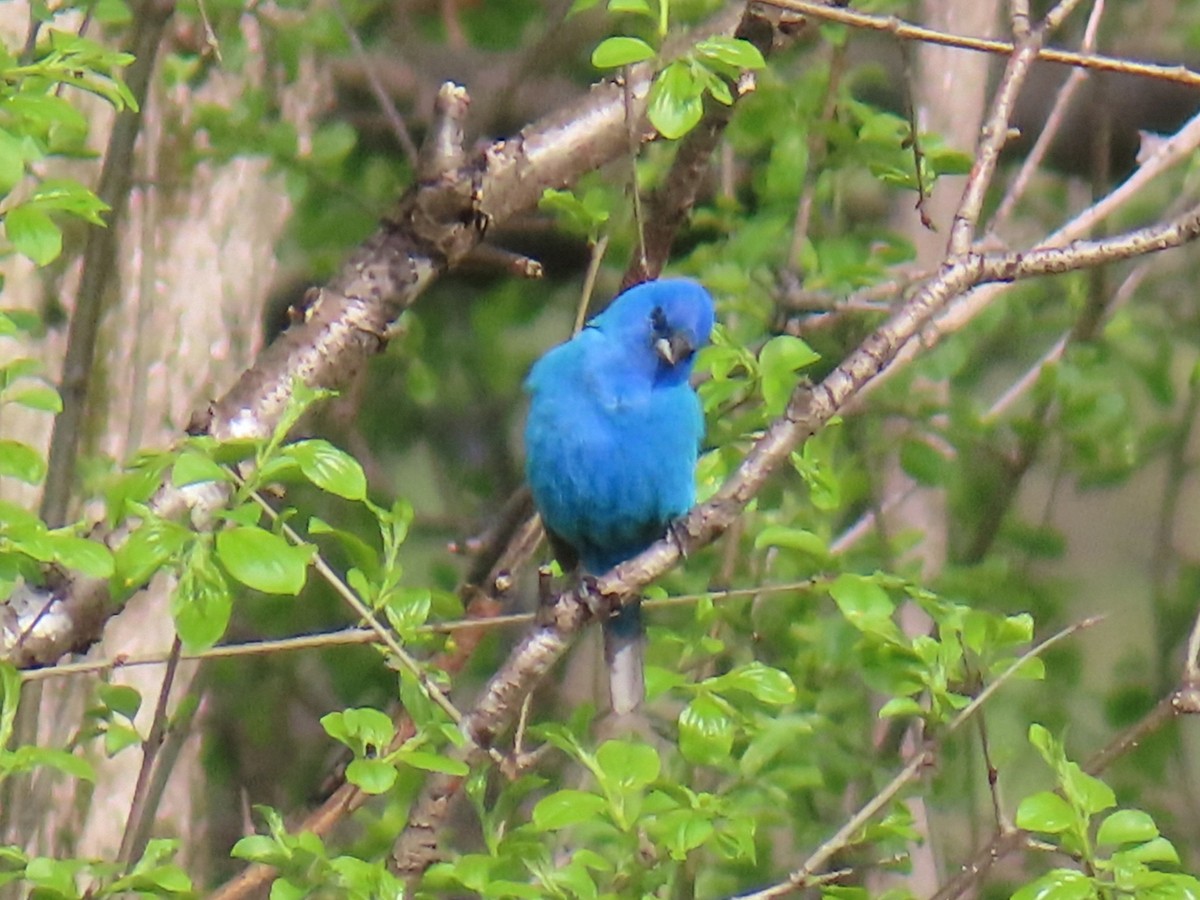 Indigo Bunting - ML635712283