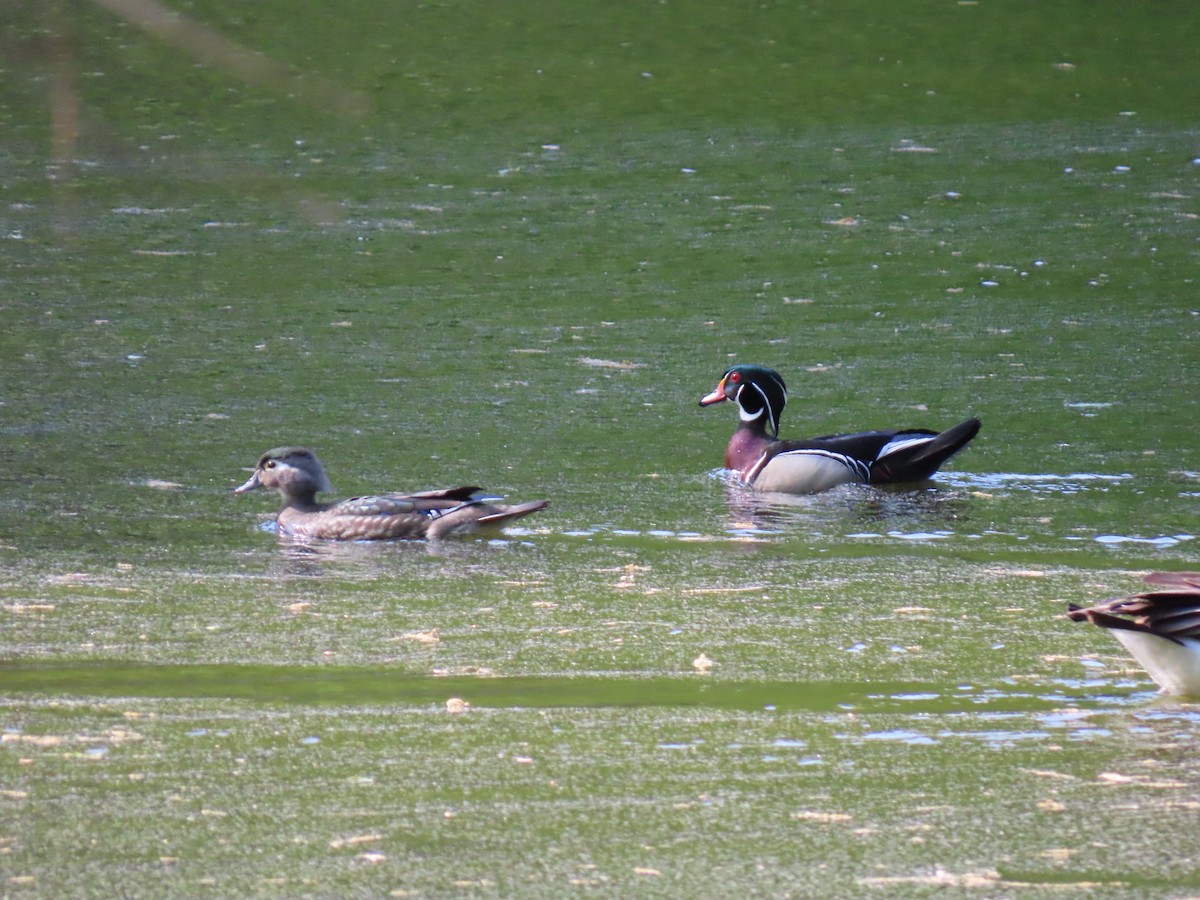 Pato Joyuyo - ML635712312