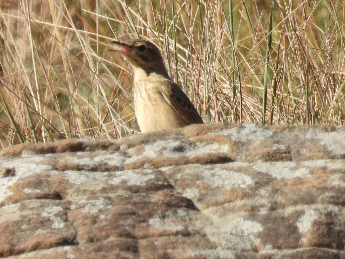 Nicholson's Pipit - ML635712337