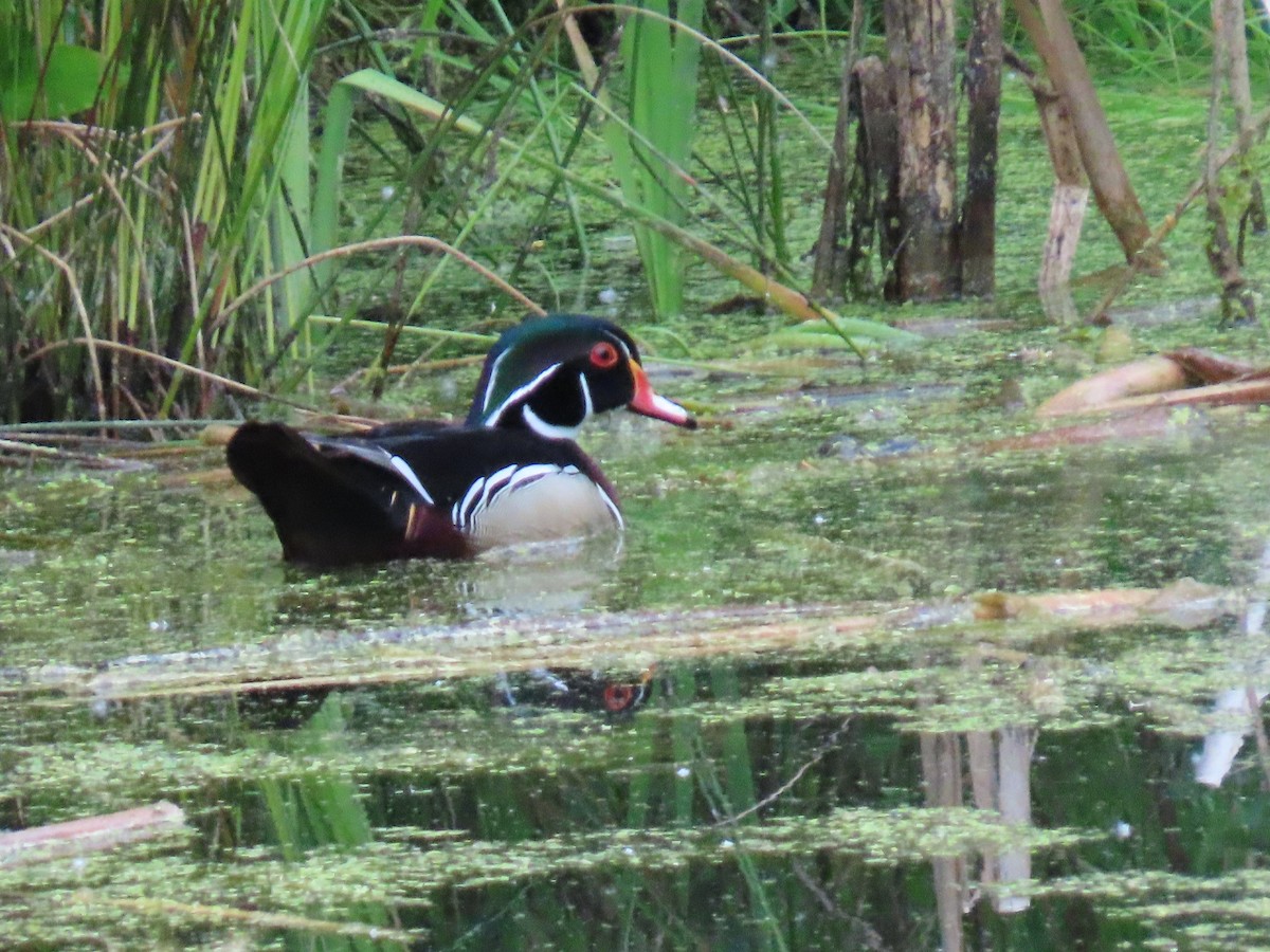 Pato Joyuyo - ML635712355