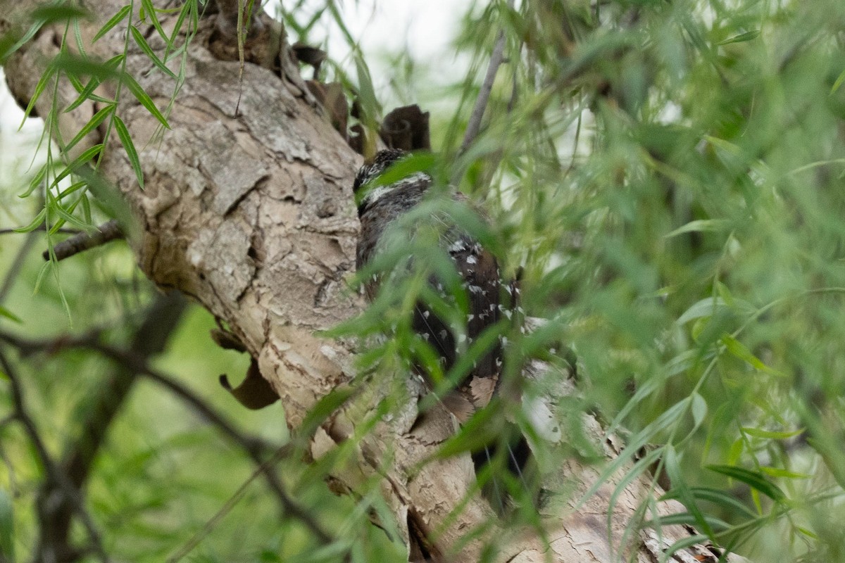 ub. spett (Picidae sp.) - ML635712405