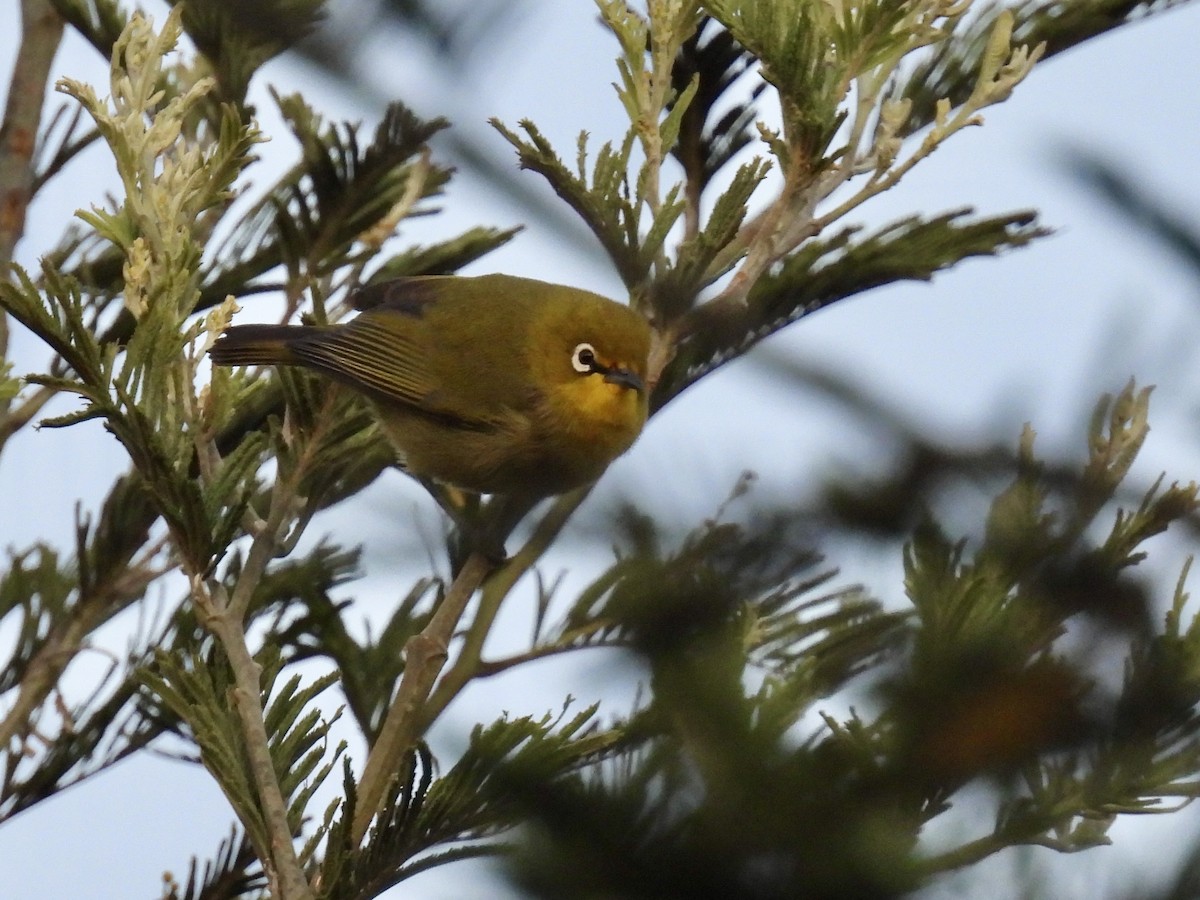 Kapbrillenvogel - ML635712565
