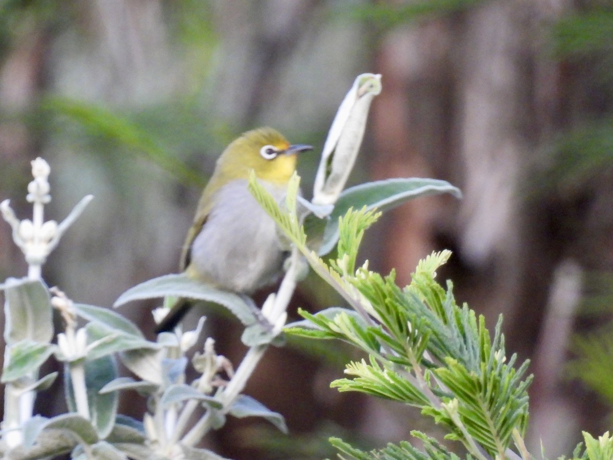 Kapbrillenvogel - ML635712568