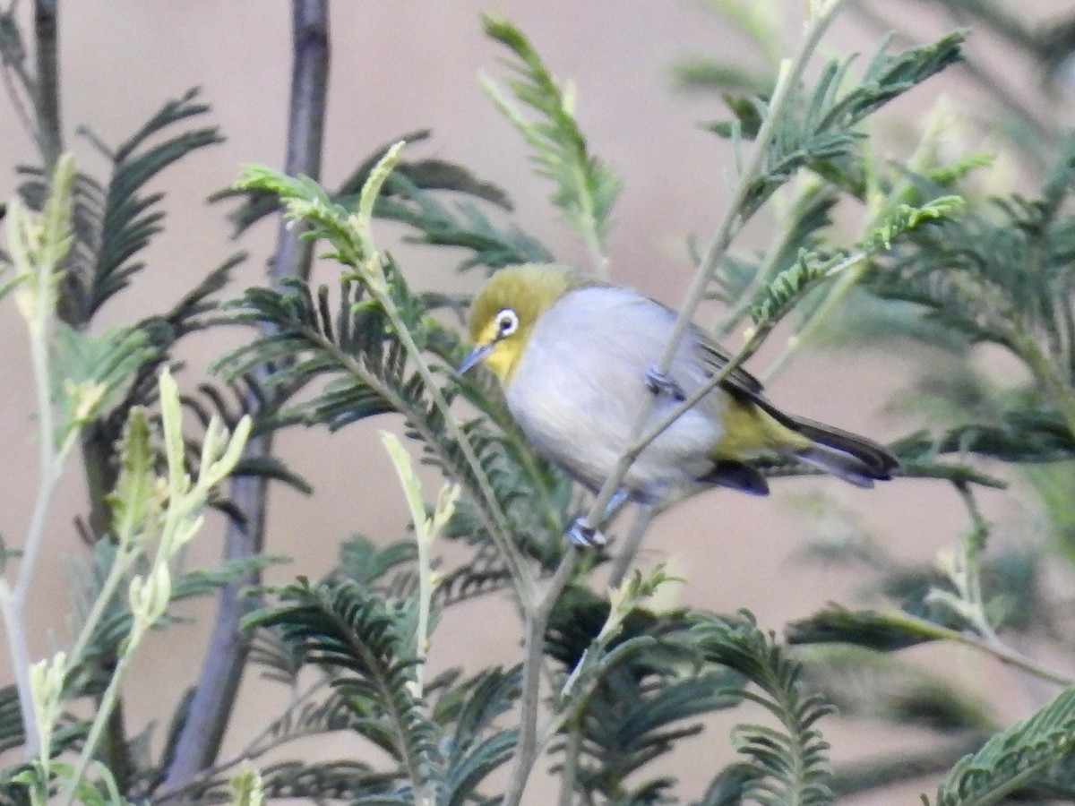 Kapbrillenvogel - ML635712571
