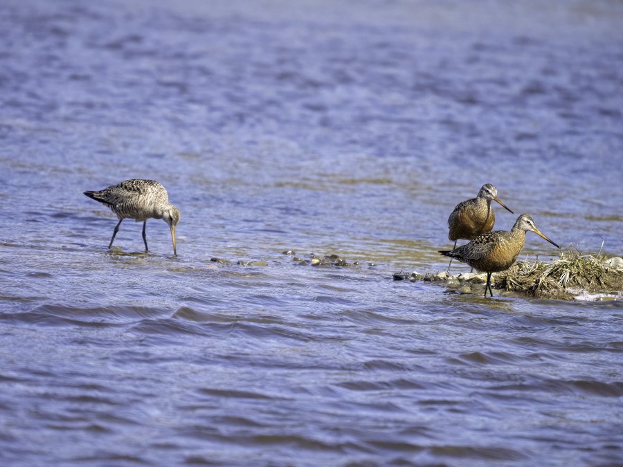 Hudsonian Godwit - ML635712592