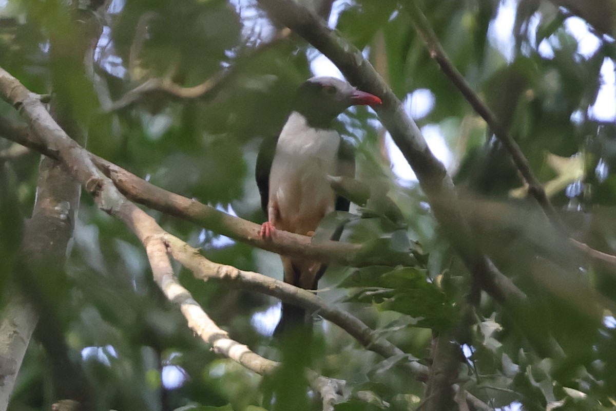 Red-billed Helmetshrike - ML635712601