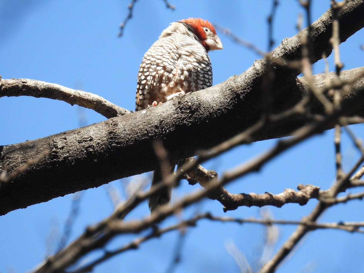 Red-headed Finch - ML635712803