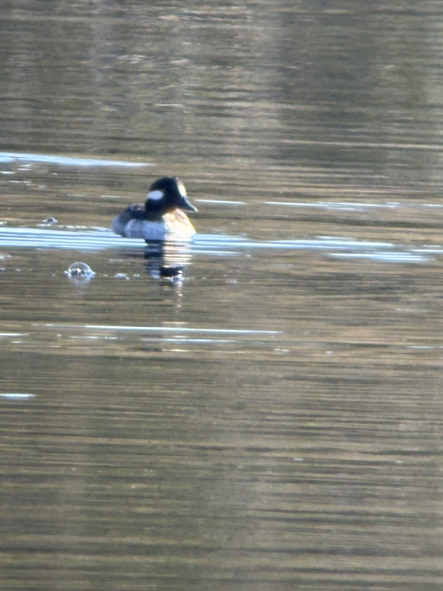 Bufflehead - ML635712962