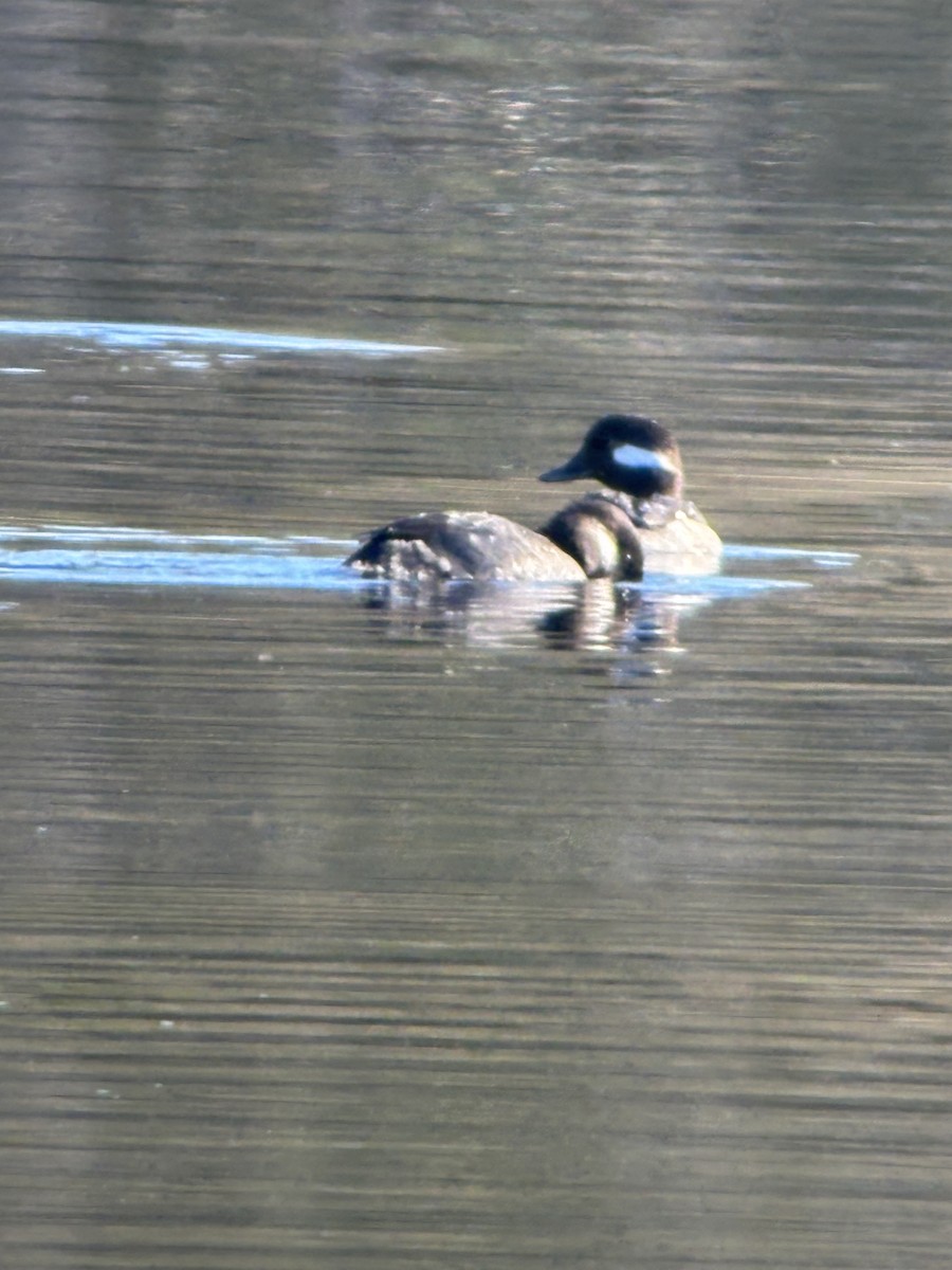 Bufflehead - ML635712963