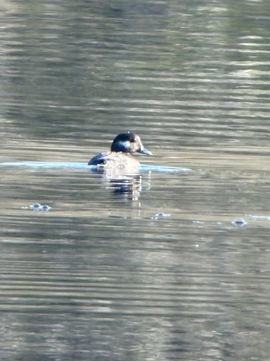 Bufflehead - ML635712964