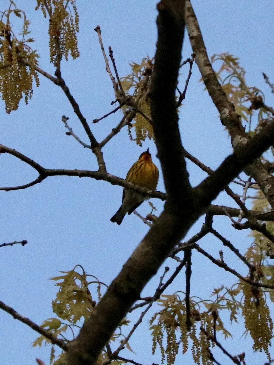 lesňáček skvrnitý - ML635713048