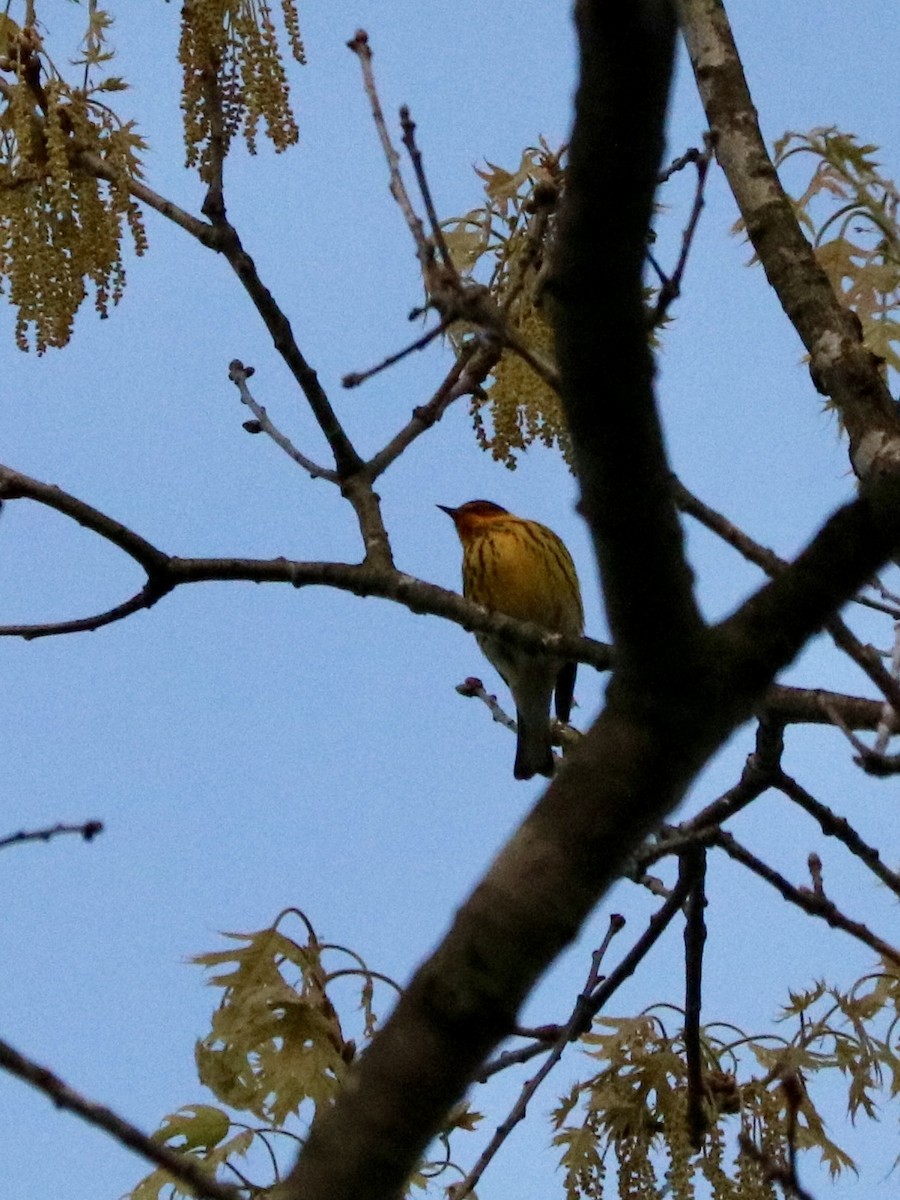 lesňáček skvrnitý - ML635713049