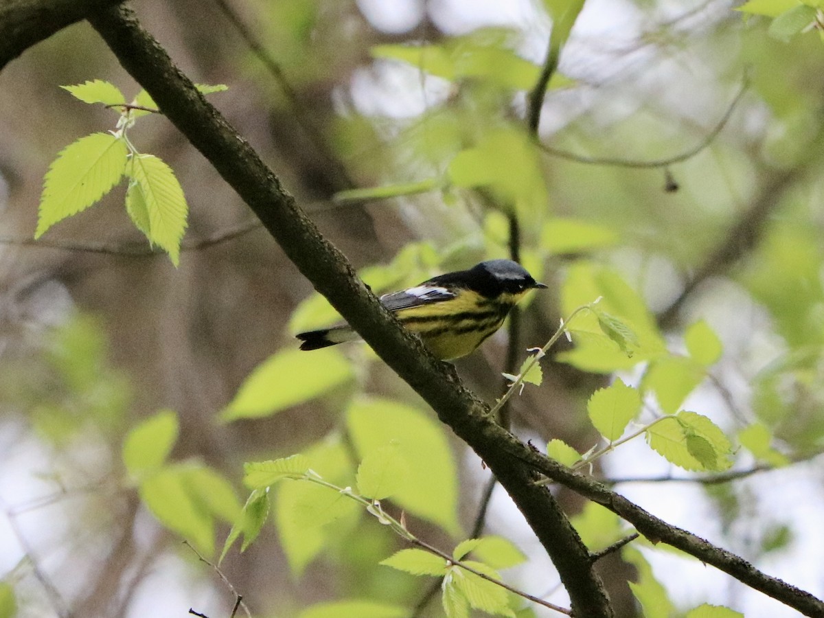 lesňáček tajgový - ML635713101