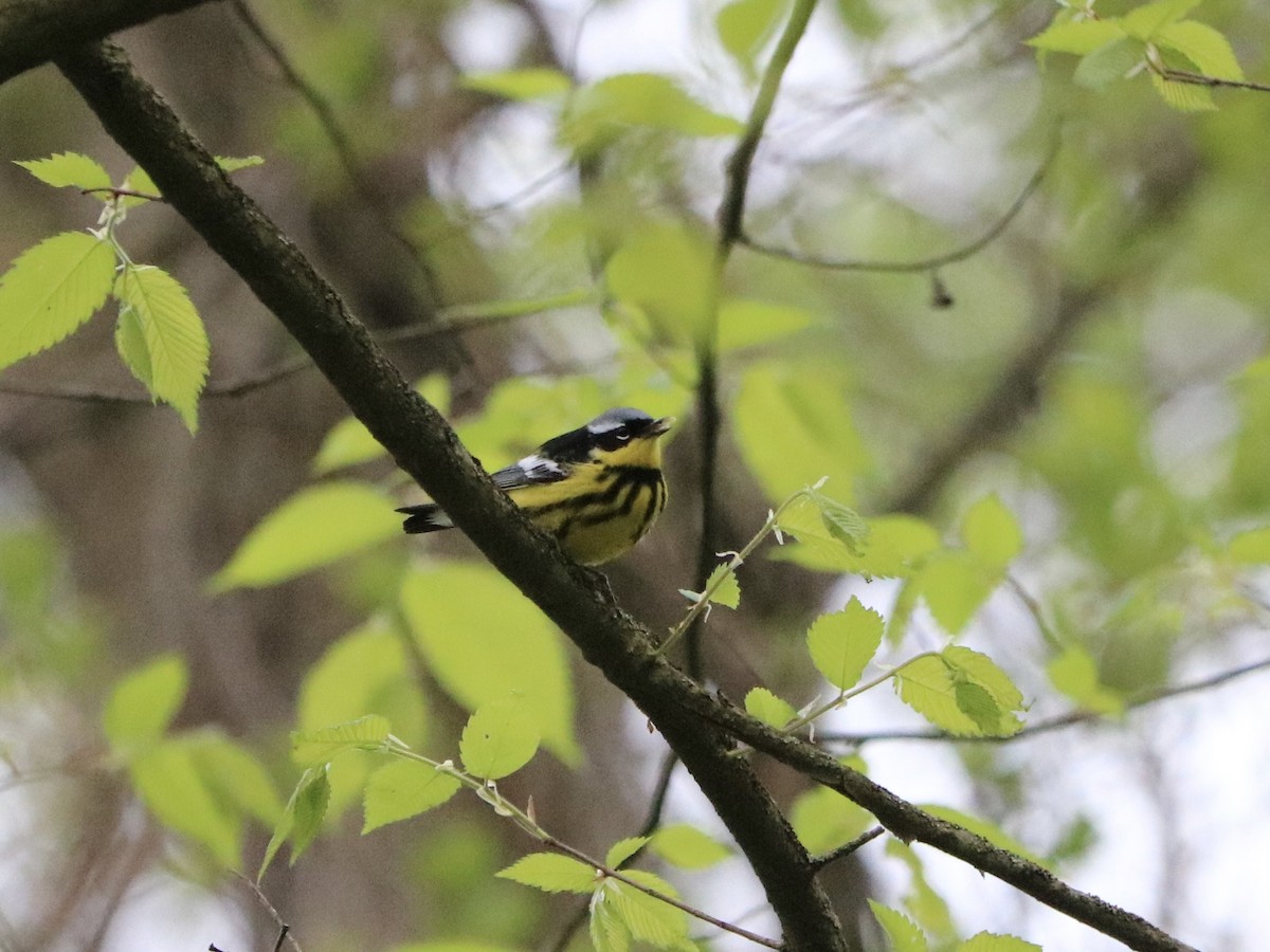 lesňáček tajgový - ML635713102