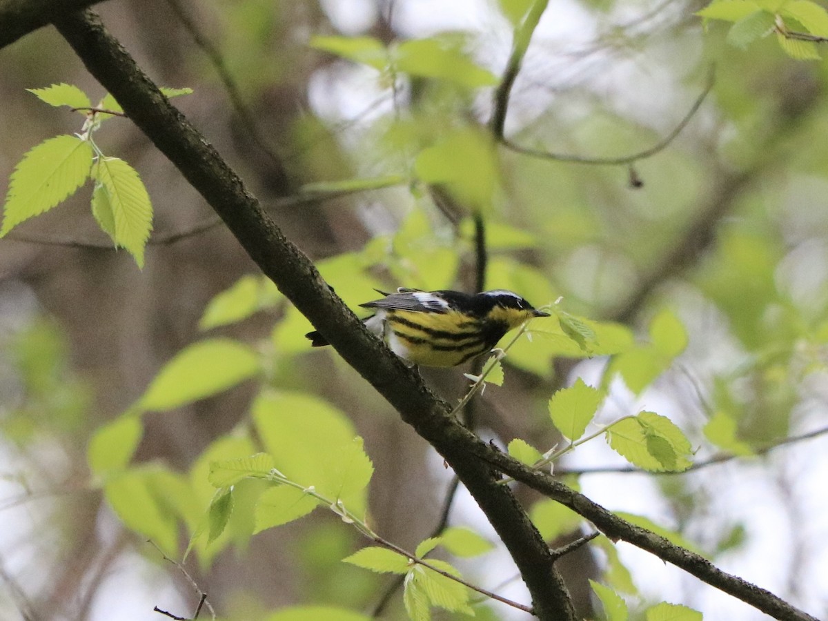 lesňáček tajgový - ML635713103