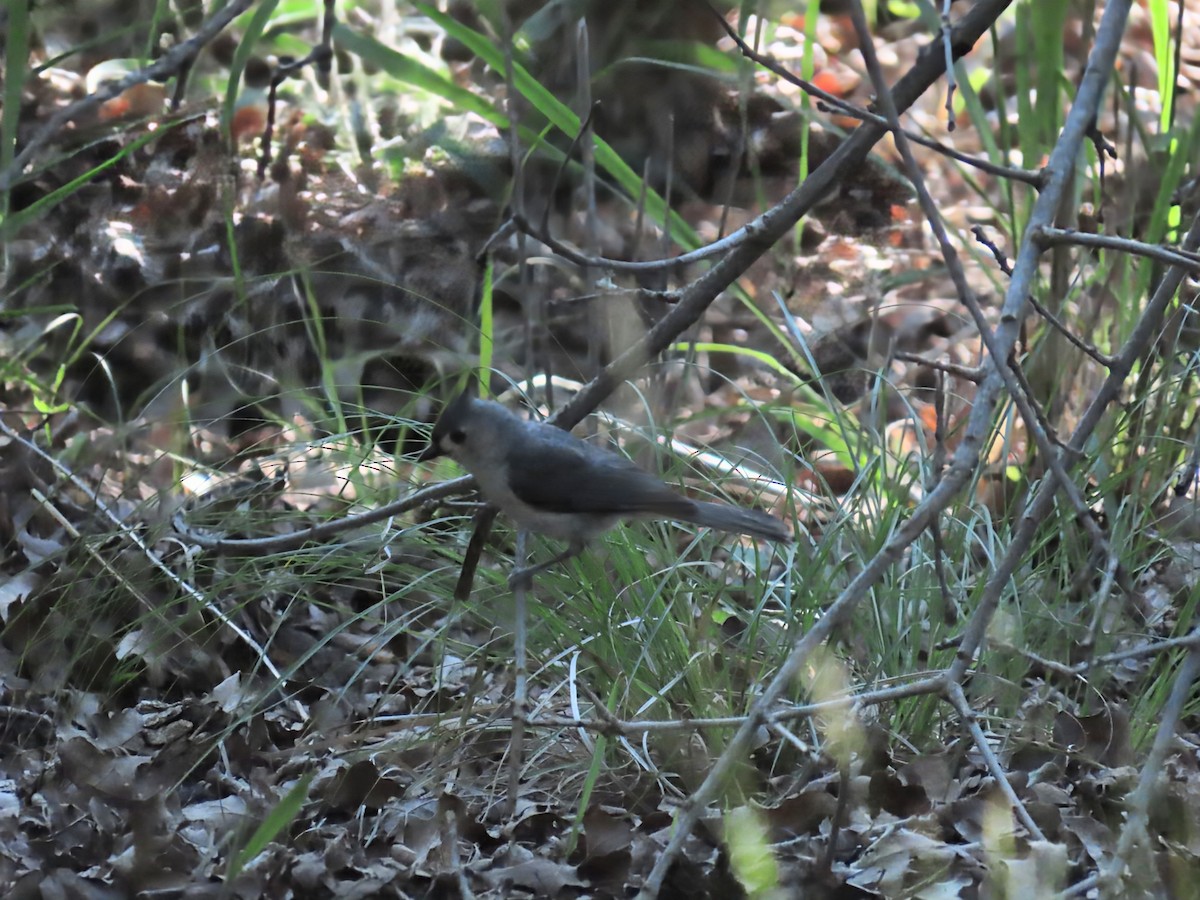 Tufted Titmouse - ML635713107
