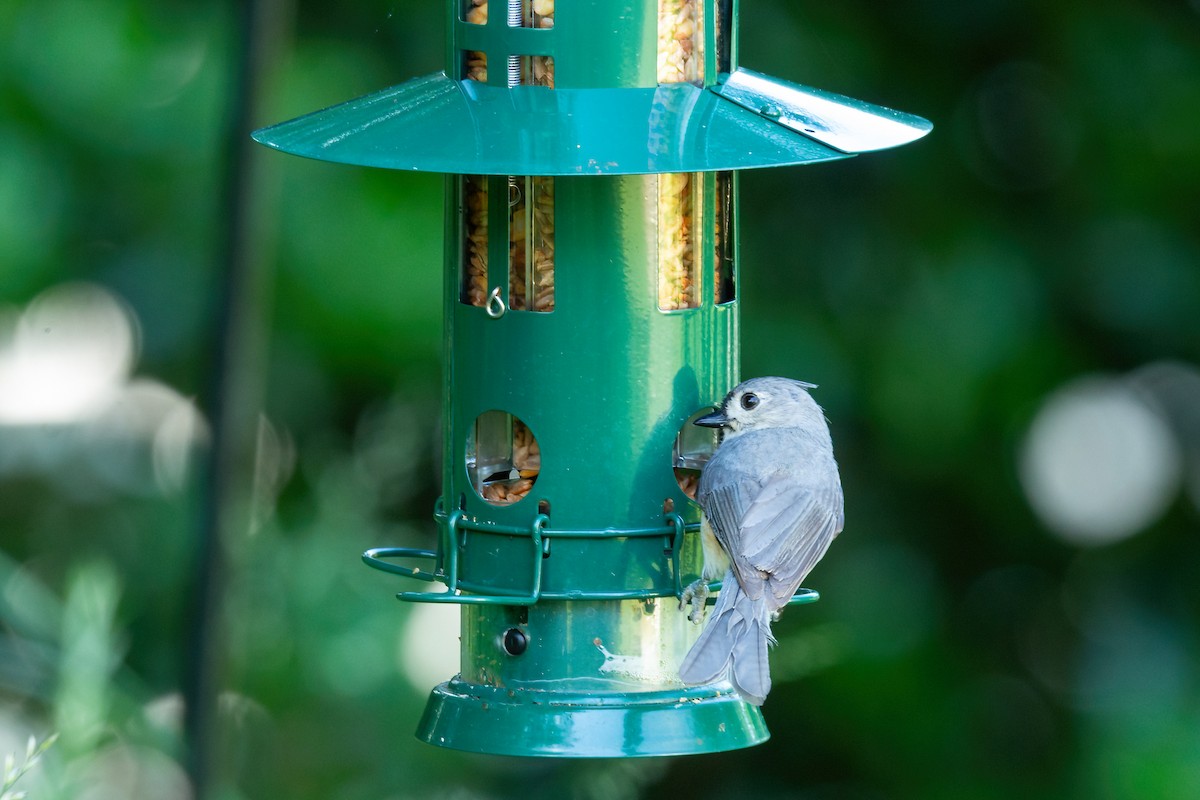 Tufted Titmouse - ML635713221