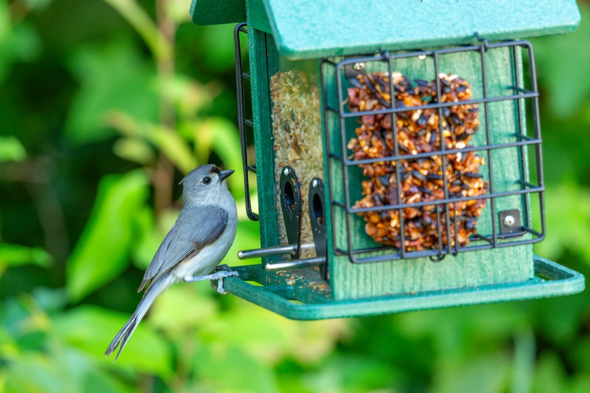 Tufted Titmouse - ML635713223