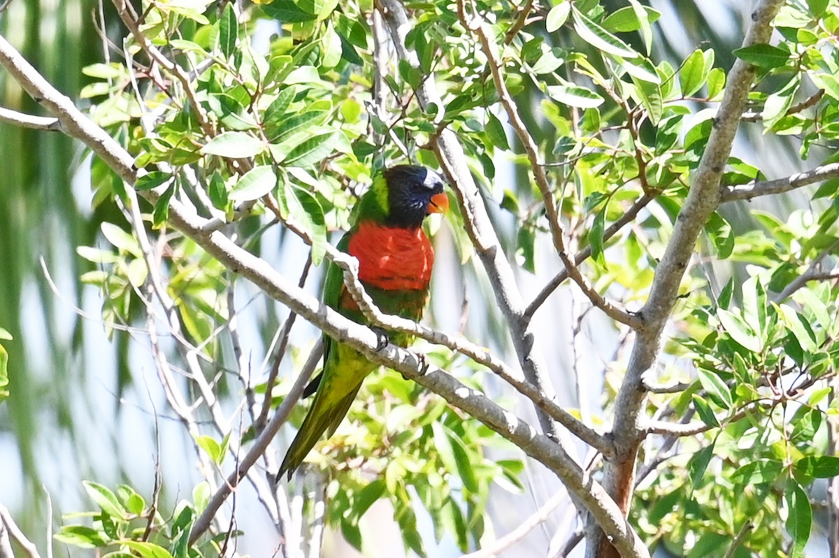 Lori de Cocotero - ML635713247