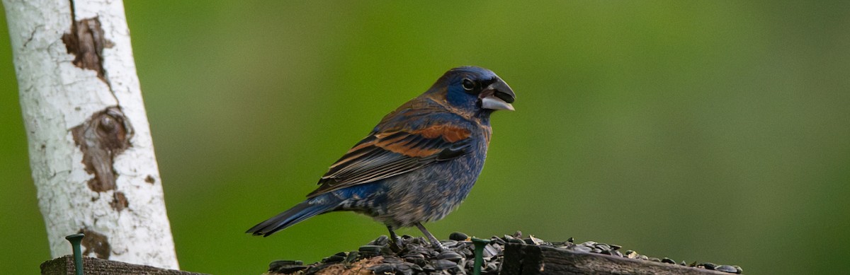 blåtykknebb - ML635713257