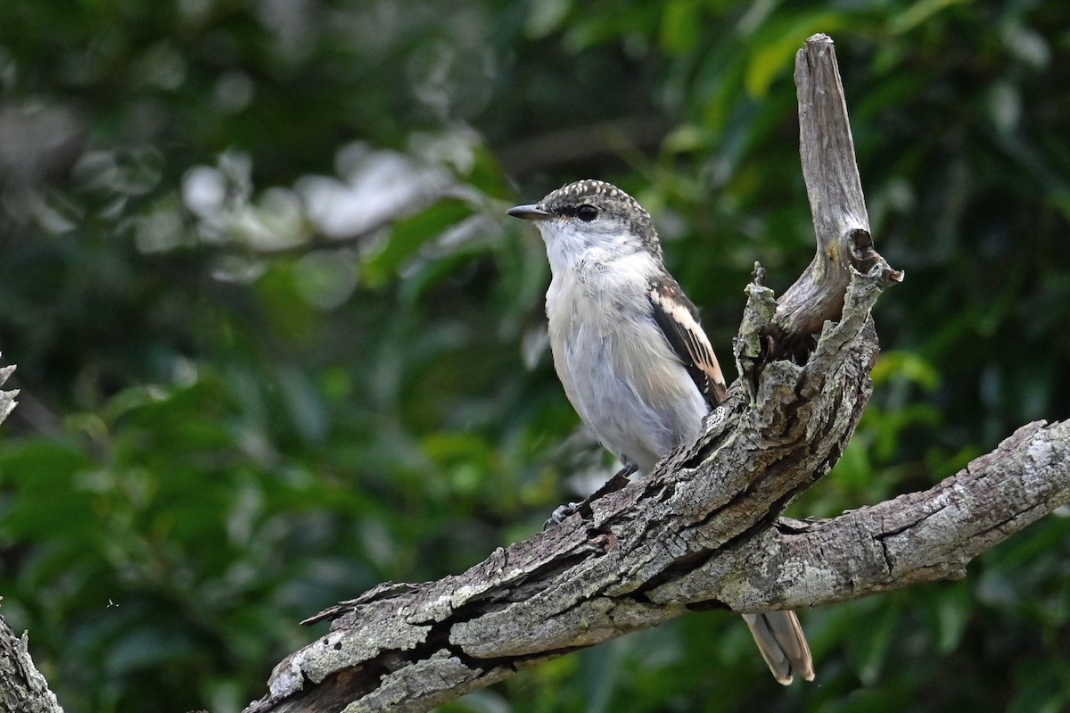 Long-tailed Triller - ML635713270