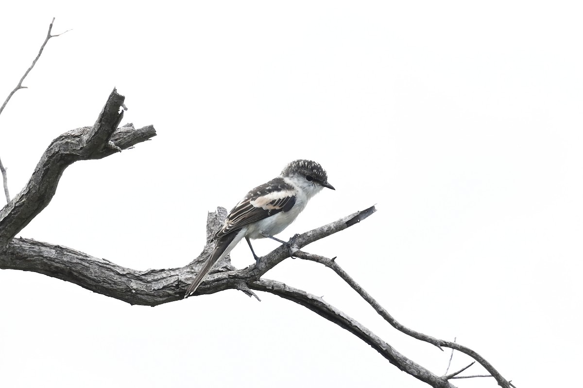 Long-tailed Triller - ML635713279