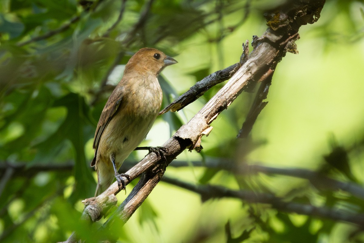 Indigo Bunting - ML635713553