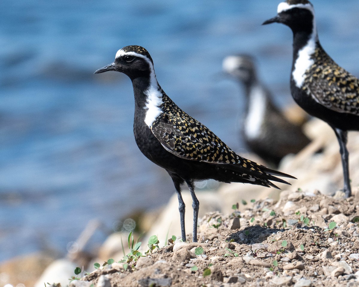 American Golden-Plover - ML635713626