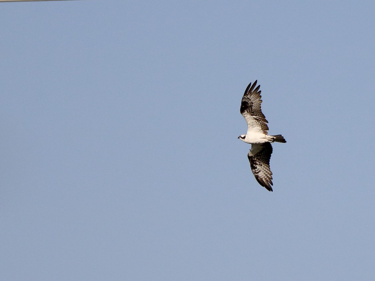 orlovec říční - ML635713780