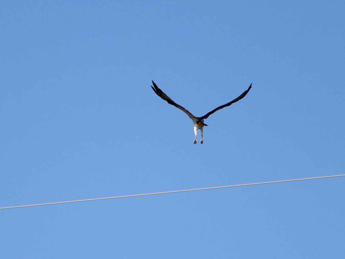 orlovec říční - ML635713781