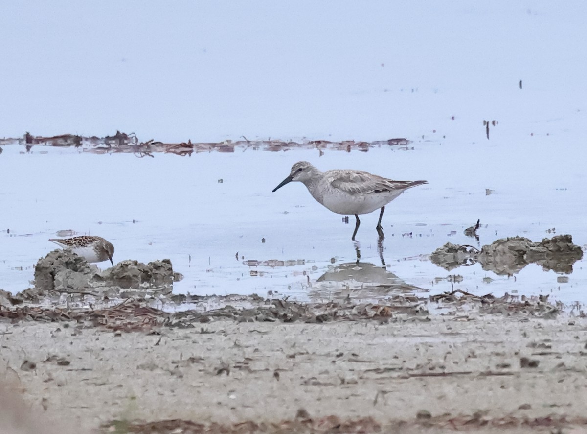 Piovanello maggiore - ML635713794