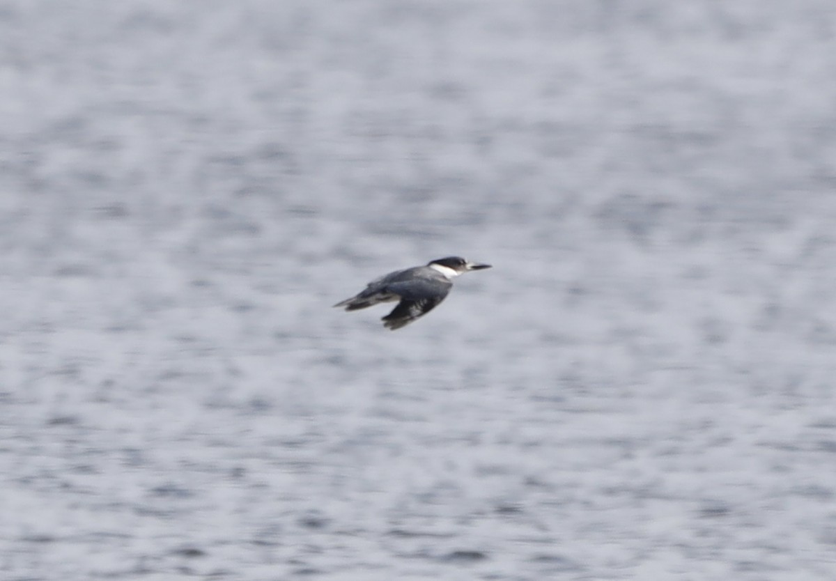 Belted Kingfisher - ML635713799